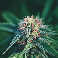 Madrone Cannabis Club - Airborne G-13 from Madrone Farms