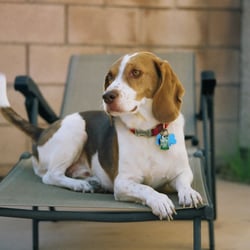 Safe Doggy Pet Sitting