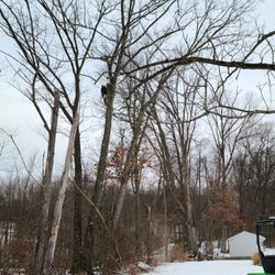 Thompson Tree Service