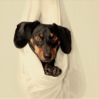 Southeastern Pet Cremation - Pet Cremation Services Near Me - Wilmington, North Carolina Southeastern Pet Cremation - Pet Cremation Services Near Me - Wilmington, North Carolina