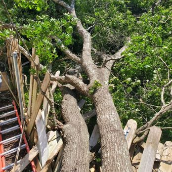 Amigos Tree Service - Storm damage - Tree Services Near Me Amigos Tree Service - Storm damage - Tree Services Near Me