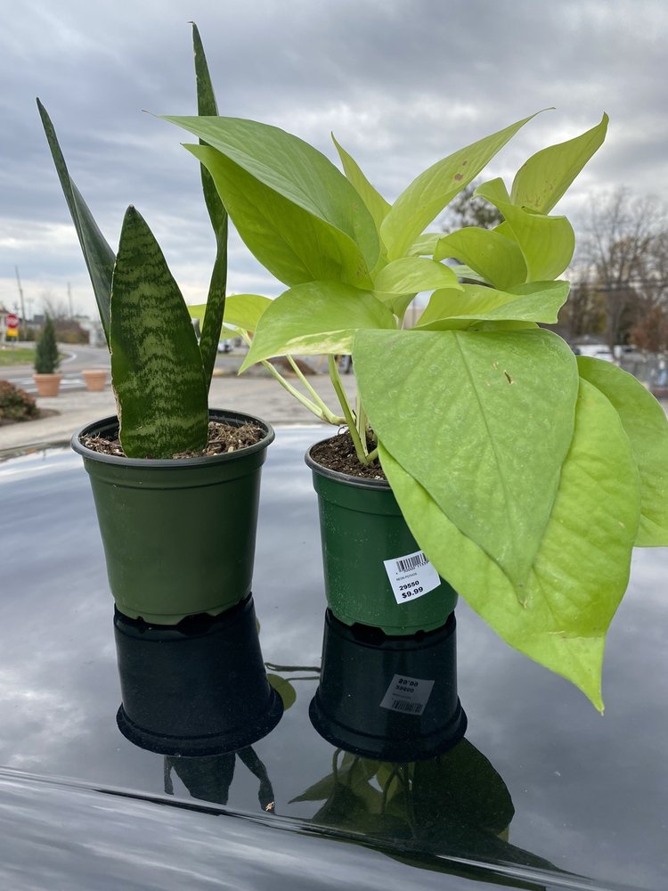 The Plant Kingdom 27 Photos &amp; 16 Reviews Landscaping