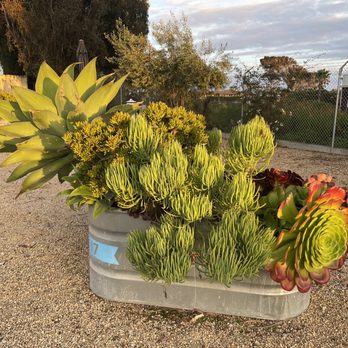 Waypoint Ventura - Gorgeous succulent arrangements. - Hotels Near Me - Ventura, California