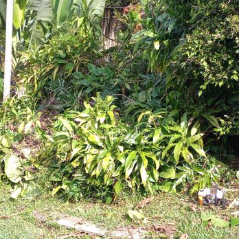 Tropical Tree Care - Tree Services Near Me - Kailua-Kona, Hawaii Tropical Tree Care - Tree Services Near Me - Kailua-Kona, Hawaii