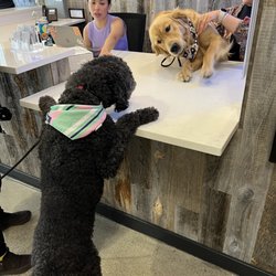 WeWork Berkeley - Kai greeting my dog