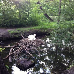 Karpfenteich