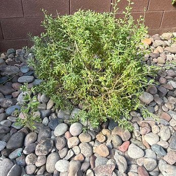 M&D Trees & Landscape - Backyard - Tree Services Near Me - Enterprise, Nevada