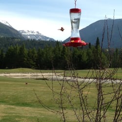 Valemount Pines Golf And Rv Park - Golf course is open and humming birds are here !