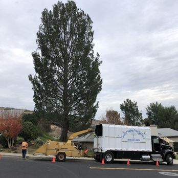 Conejo Valley Tree Service - This is a pine tree that was trimmed - Tree Services Near Me - Thousand Oaks, California Conejo Valley Tree Service - This is a pine tree that was trimmed - Tree Services Near Me - Thousand Oaks, California
