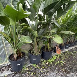 Amazing prices! These babies are huge!