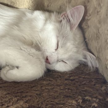 The Cat Cafe - Gorgeous and so soft. - Coffee & Tea Near Me - San Diego, California The Cat Cafe - Gorgeous and so soft. - Coffee & Tea Near Me - San Diego, California