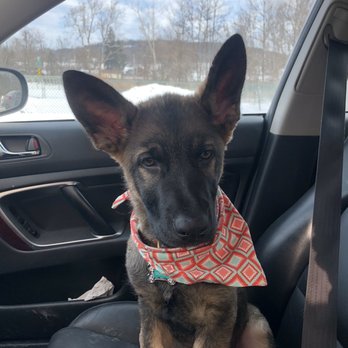 Milnerhaus Kennels - Pet Sitting Near Me - Throop, Pennsylvania Milnerhaus Kennels - Pet Sitting Near Me - Throop, Pennsylvania