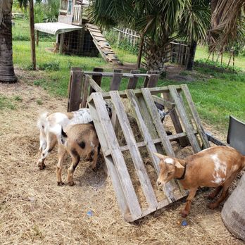 Carlsward Farms - Bill and Rebecca Lewis of Fort Lauderdale visiting Carlsward Farms in Vero Beach, Florida. - Attraction Farms Near Me - Vero Beach, Florida