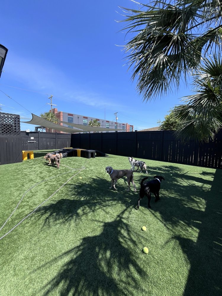 Playful Pack - pet boarding facility in Charleston, SC