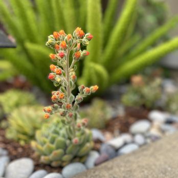 1. Danica Botanica