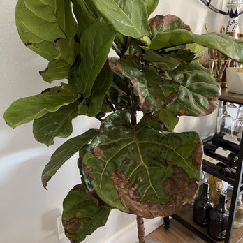 Bloomscape - What it looked like when I first got it. Mostly dead - Nurseries & Gardening Near Me - Detroit, Michigan