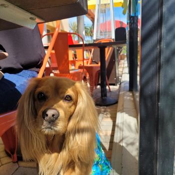 Beach Hut Deli - Leo our puppy approves.:) - Sandwiches Near Me - Dana Point, California