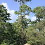 Texas Tree Masters