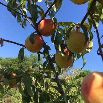 Gemini Peach and Rose Farm - Pick Your Own Farms Near Me - Denton, Texas Gemini Peach and Rose Farm - Pick Your Own Farms Near Me - Denton, Texas