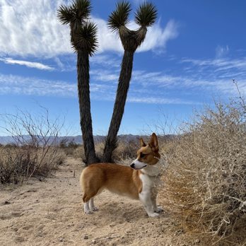Joshua Tree Pet Resort - Pet Sitting Near Me - Joshua Tree, California Joshua Tree Pet Resort - Pet Sitting Near Me - Joshua Tree, California