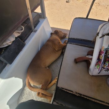 Camel Safari - Family dog hanging out - Zoos Near Me - Bunkerville, Nevada