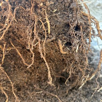 Mickey Hargitay Plants - A few healthy roots but 90% root rot that just disintegrated and fell apart when I replanted shortly after purchase - Nurseries & Gardening Near Me - Los Angeles, California Mickey Hargitay Plants - A few healthy roots but 90% root rot that just disintegrated and fell apart when I replanted shortly after purchase - Nurseries & Gardening Near Me - Los Angeles, California