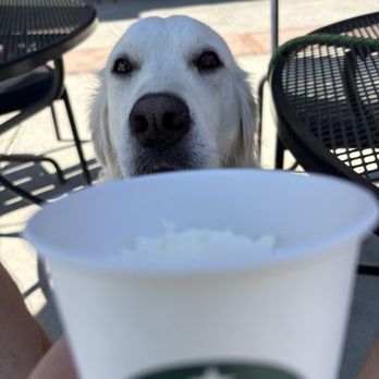 Starbucks - This pic was from the many times we have gotten Starbucks here and simply walked outside. - Coffee & Tea Near Me - Santa Clarita, California Starbucks - This pic was from the many times we have gotten Starbucks here and simply walked outside. - Coffee & Tea Near Me - Santa Clarita, California