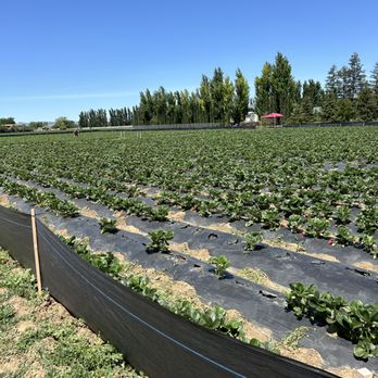 Byron Growers - Pick Your Own Farms Near Me - Byron, California