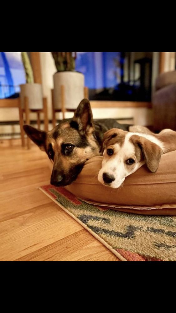 The Furry Ohana - pet boarding facility in Urban Honolulu, HI
