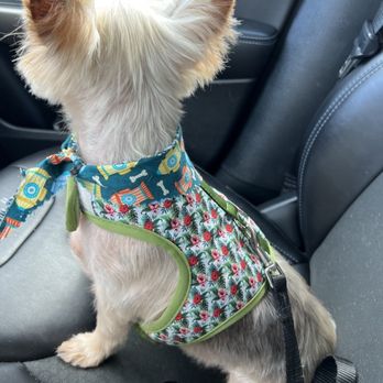 The Groom Room - full body short cut due to matting . came out super smooth and silky! - Pet Groomers Near Me - San Diego, California The Groom Room - full body short cut due to matting . came out super smooth and silky! - Pet Groomers Near Me - San Diego, California