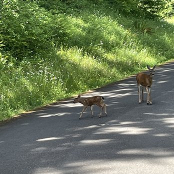 Stub Stewart State Park - Random deer photo - Parks Near Me - Buxton, Oregon
