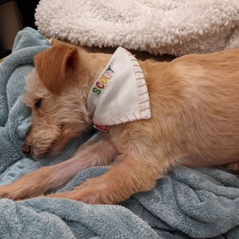 Eloise Rescue - Pet Adoption Near Me