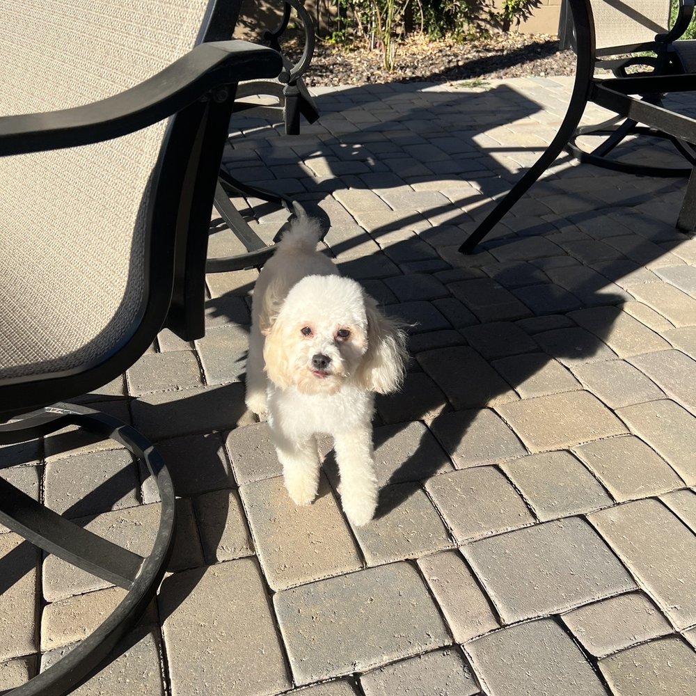 Doggie Style - Pet Groomers Near Me - Phoenix, Arizona