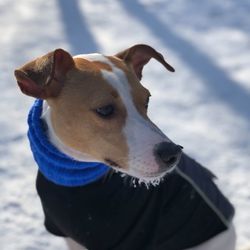 Elm Creek Off Leash Dog Park - My puppy loves running!