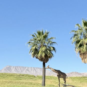 The Living Desert - Giraffe - Zoos Near Me - Palm Desert, California The Living Desert - Giraffe - Zoos Near Me - Palm Desert, California