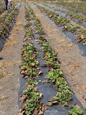 Blue House Farm Strawberry U-Pick and Farmstand by null