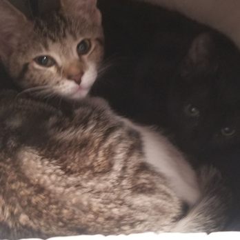 CatCafe Lounge - Community Service/Non-Profit Near Me - Marina del Rey, California