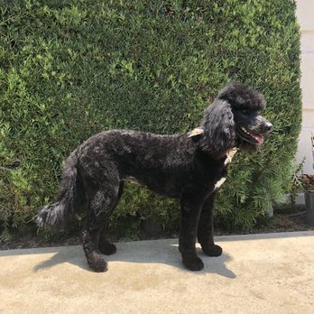 Dog Styling Boutique - Afterwards - Pet Groomers Near Me - Glendora, California