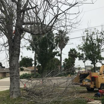 Montejo Landscape Construction - Tree Services Near Me