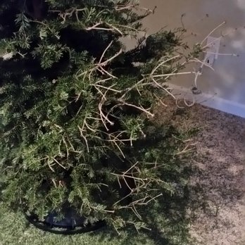 Donna's Trees - December 30th - Christmas Trees Near Me - Bothell, Washington