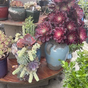 Shuna’s Succulent House - Nurseries & Gardening Near Me - Chino, California