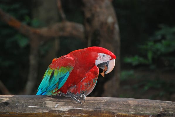 Parque das Aves by null