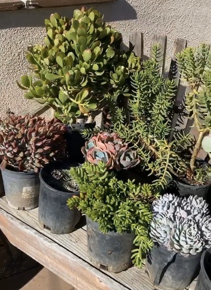 TOPS NURSERY 88 Photos 18809 Calvert St, Tarzana, California