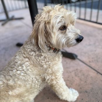 Frends Brewhouse - Mi Perro, Katsu. - Pizza Near Me - Elk Grove, California Frends Brewhouse - Mi Perro, Katsu. - Pizza Near Me - Elk Grove, California