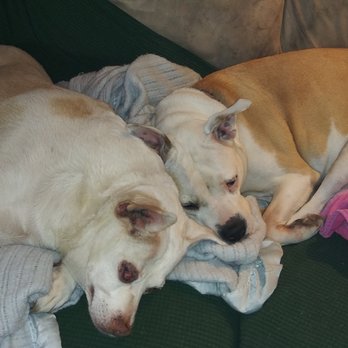 A A Comet Dog Training Services - Pet Training Near Me A A Comet Dog Training Services - Pet Training Near Me