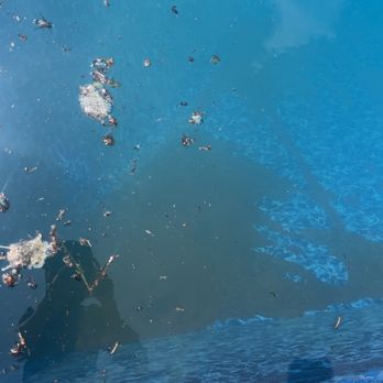 Poolside Pros Loves Park - Dead mice, dirt all over bottom of pool - Pool Cleaners Near Me - Loves Park, Illinois Poolside Pros Loves Park - Dead mice, dirt all over bottom of pool - Pool Cleaners Near Me - Loves Park, Illinois
