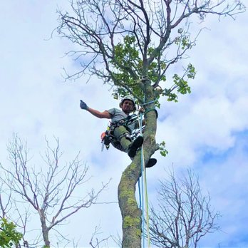 Petrella Tree Service - Climbing - Tree Services Near Me Petrella Tree Service - Climbing - Tree Services Near Me