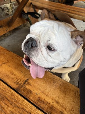 Smarty Pants by null