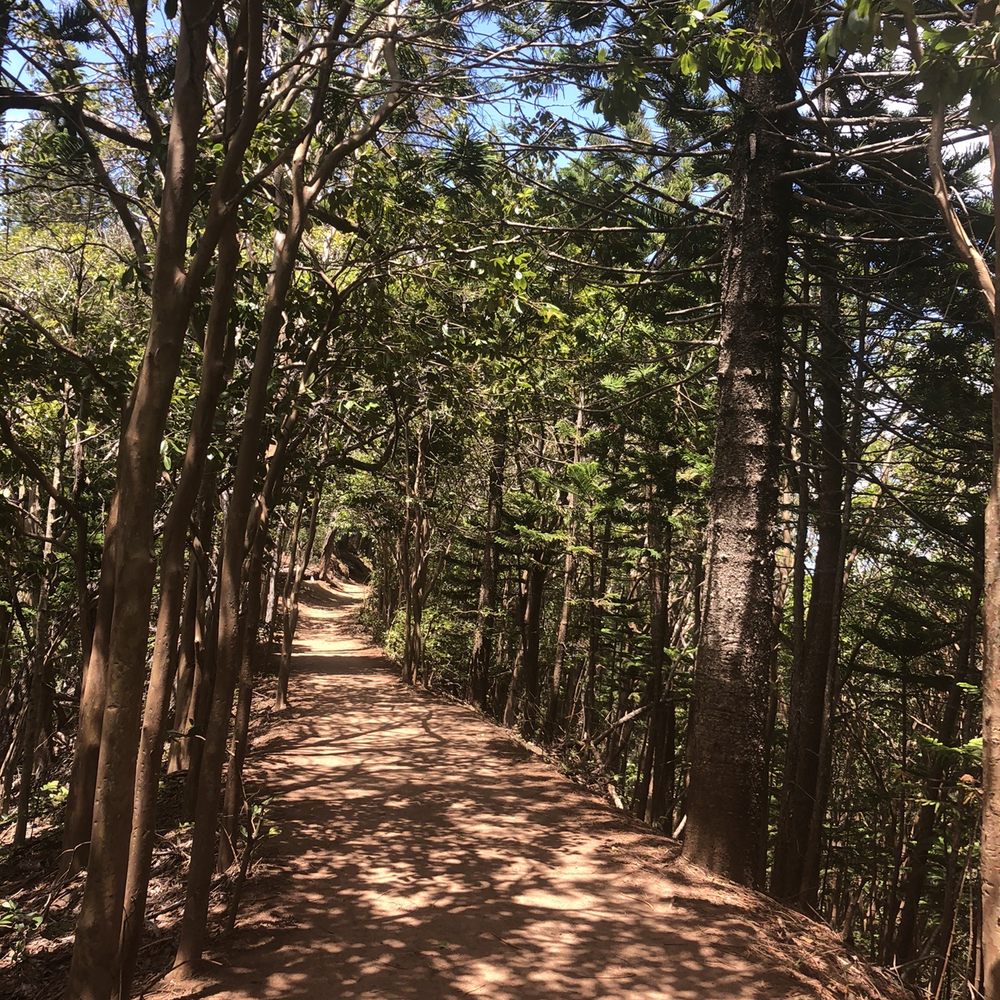 Aiea Loop Trail - shaded most of the hike - Hiking Near Me - Aiea, Hawaii