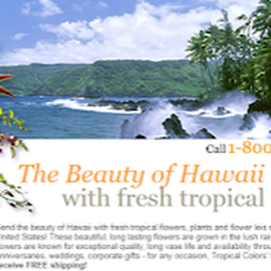 Tropical Colors - Tropical Colors